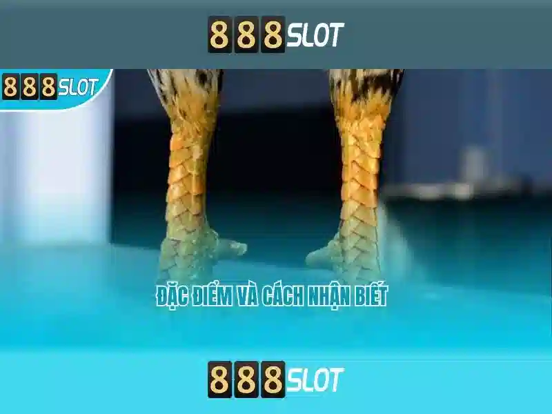 Ứng dụng 888 Slot App